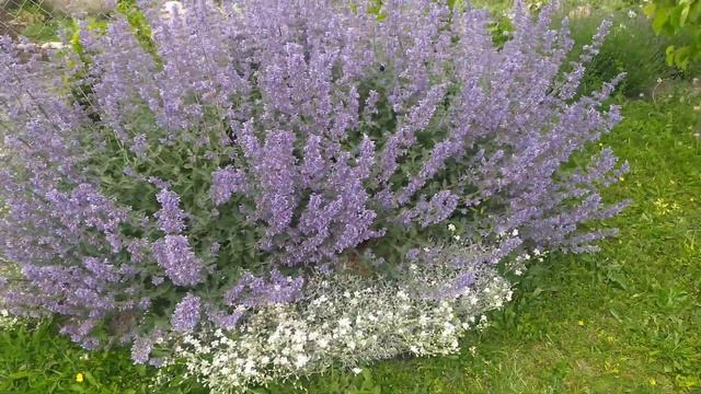 Котяча мята ФАССЕНА Kit Cat Котовник