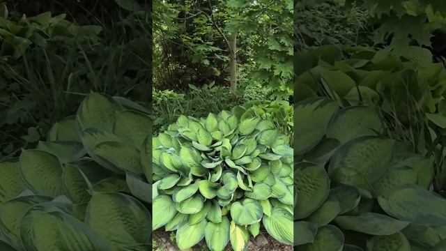 Утро в саду 🌺 Мой Сад 05.06.2025 🌺 #обзор #сад #огород #жизн смотреть онлайн