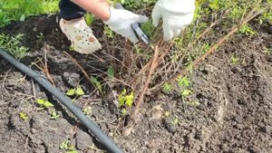 Как и когда обрЕзать  спирею для пышного цветения?