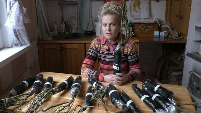 Выбираю саженцы роз для своего розария