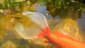Chavela Vargas Los Peces En El Río