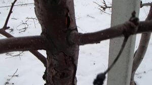 поврежденные растения яблони солнечный ожог и морозо?