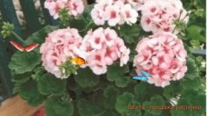 Пеларгония зональный Стар 🌿 зональный пеларгония Ст?