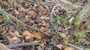 Осенне-Весенняя прививка винограда в Штамб на дикий п?