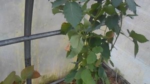 Ежевика Прайм Арк Фридом в теплице - осенние выводы.