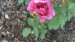 Начало цветения роз японской селекции, июнь 2025 г.