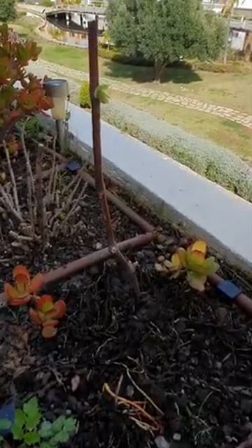 РОСТКИ ВИНОГРАДА ЗА 1МЕСЯЦ.1-ДЕНЬ ВЕТОЧКА ВИНОГРАДА №1 смотреть онлайн