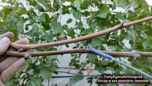 🍇 Когда и как НАРЕЗАТЬ ЧЕРЕНИ ВИНОГРАДА для укоренен?