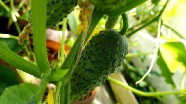 В 10 РАЗ БОЛЬШЕ ОГУРЦОВ С КУСТА! 1 ЛОЖКА ПОД ОГУРЦЫ И ВАС смотреть онлайн