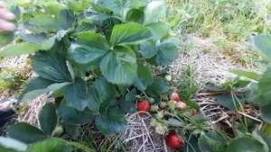 НОВИНКА🍓👍СУПЕР СОРТ КЛУБНИКИ ТЕА🍓👍
