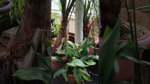 Ботанический сад оранжерея