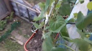 Татьянин дом 🏡 Деревенский дневник 13 июля. С урожаем ?
