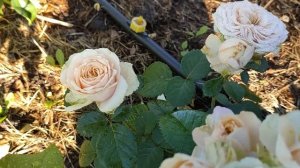 Свадебная роза Lovely Yo-Yo. 2-й год