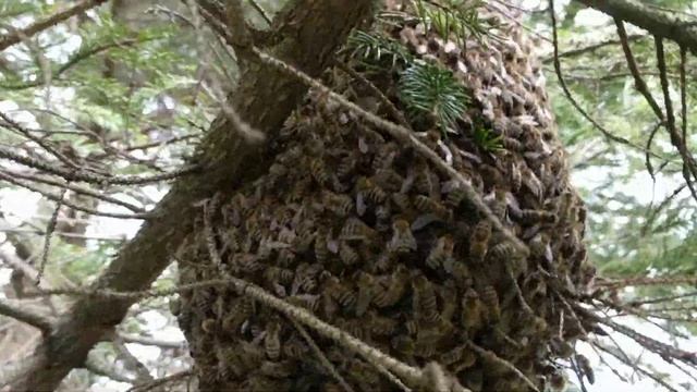 Прилетел рой пчел смотреть онлайн