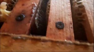 сколько мёда даёт один улей без дна за сезон