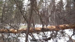 Нашел огромные поваленные деревья в лесу. Валежник 2025.