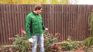Как подготовить розы к зиме