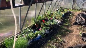 Юлия Миняева: Обзор моего огорода и сада в начале мая.