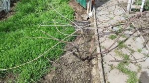 13.04.2025 Весенняя обрезка винограда на арке || Чем питают?