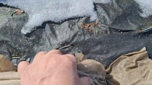 Лаванда в Сибири. Как перезимовала лаванда в Сибири