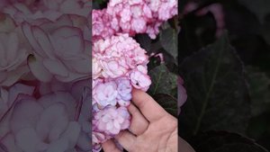 Сорта крупнолистных гортензий.