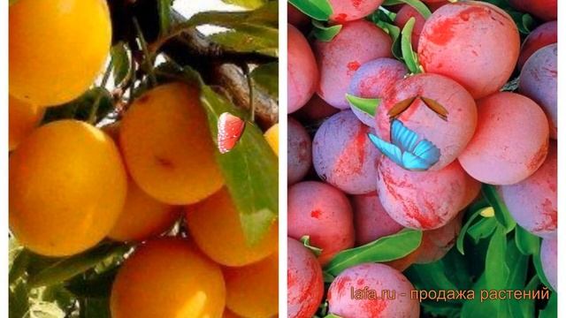 Слива обыкновенная Подарок Санкт-Петербург-Красный ш?