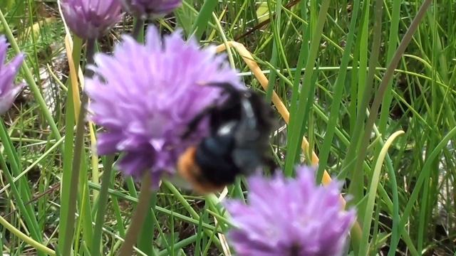 Цветочная поляна . Во время съёмок не один чеснок не по смотреть онлайн