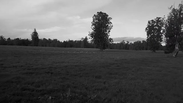 Сирень Победы смотреть онлайн