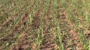 Сколько можно заработать на сорняках за 1 день прополки