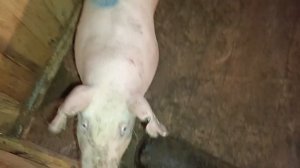 Новые племенные поросята 🐷 в нашем подворье! Чистоту