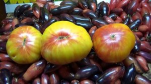 Неудачи этого года. Томат Звезда Техаса - непокоренный