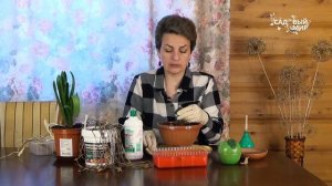 Тюльпаны после выгонки  Какие у них луковки?