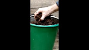 🍇 Как ПРОМЫТЬ ПОДГОТОВИТЬ КОКОСОВЫЙ СУБСТРАТ перед  ?