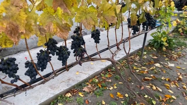 Прогулка по саду, что цветет в ноябре, осень в саду #сад смотреть онлайн