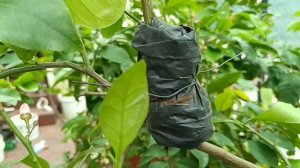 Размножение цитрусовых воздушными отводками