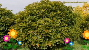 Дуб болотный Грин Дварф. Краткий обзор, описание харак