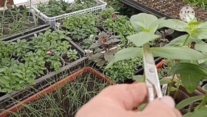 Формируем Цинию для лучшего кущения и чтобы не перера?