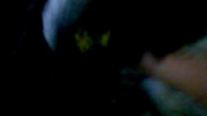 Как одной рукой поймать сороку