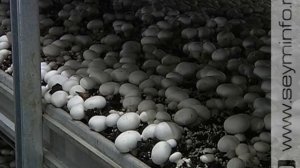 В Курске запустили тепличное производство грибов