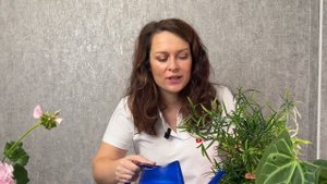 Как быстро избавиться от мошек в комнатных цветах? ТОП
