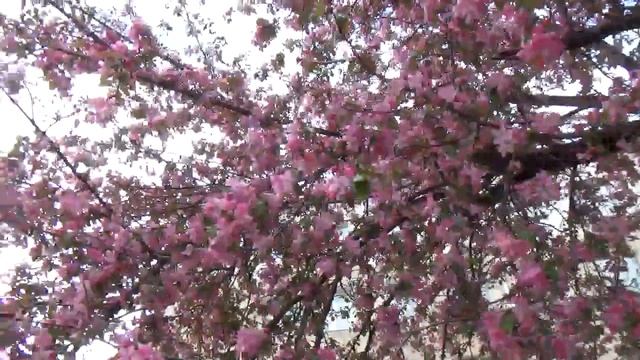 цветущая черешня и яблоко смотреть онлайн