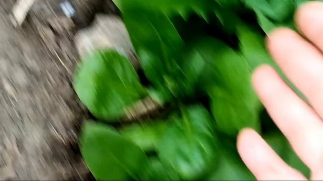 Опять зацвёл шпинат? Ранний или поздний - правильный с? смотреть онлайн