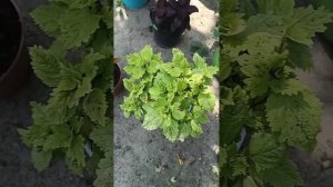 Обзор клумбы 💖 с Колеусами