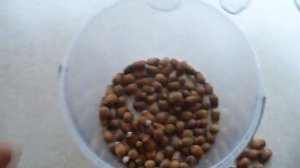 фундук АКАДЕМИК ЯБЛОКОВ урожай 2021. hazelnut harvest !!!