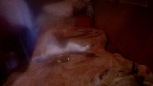 Котенок - балерун