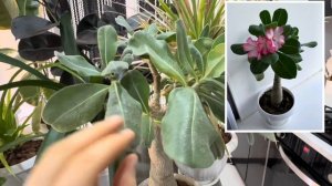 Самые Неприхотливые комнатные растения: фикус, крассу