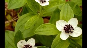 Ядовитые растения России