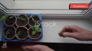 Бизнес-идея: Продажа рассады и растений из дома