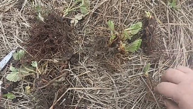 Как обновить нужный сорт клубники смотреть онлайн