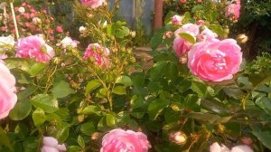 Цикламен Пьер де Ронсар и Жасмина